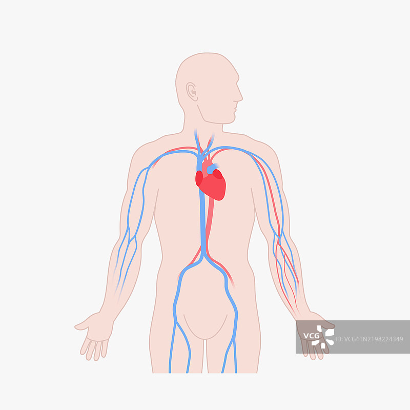 静脉系统插图图片素材