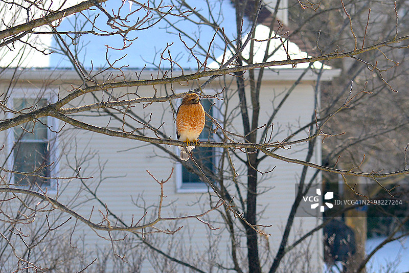 宽翅鹰图片素材