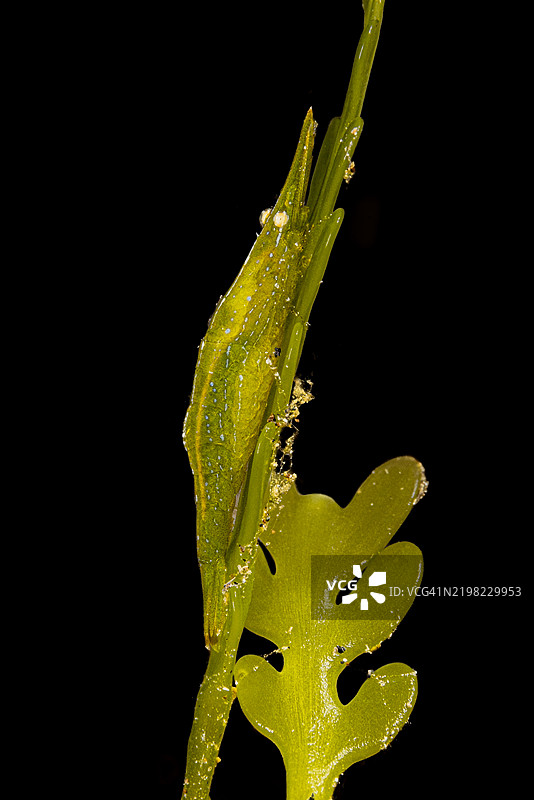 印尼伦贝海的绿变种眼斑虾Tozeuma lanceolatum图片素材