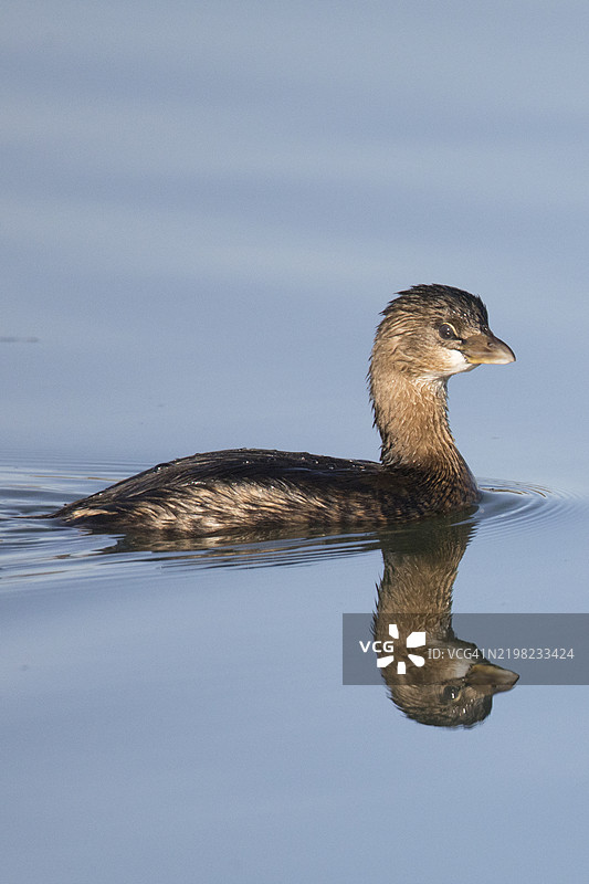 斑嘴潜鸟在水中游泳，水面倒影清晰可见图片素材