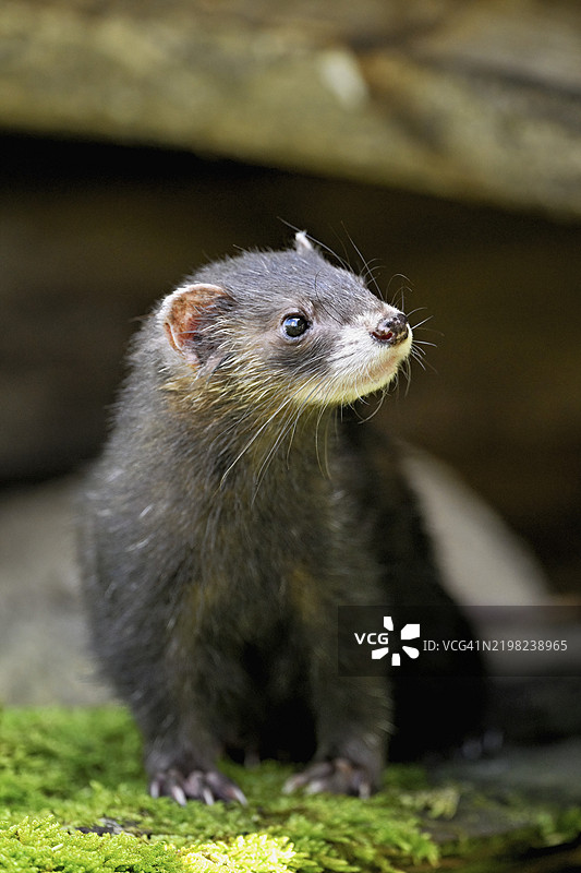 欧洲鼬（Mustela putorius）或森林鼬，站在木堆上，圈养，瑞士，欧洲图片素材
