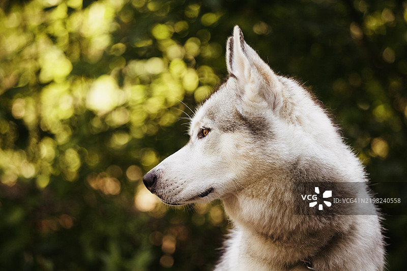 花园里的哈士奇图片素材