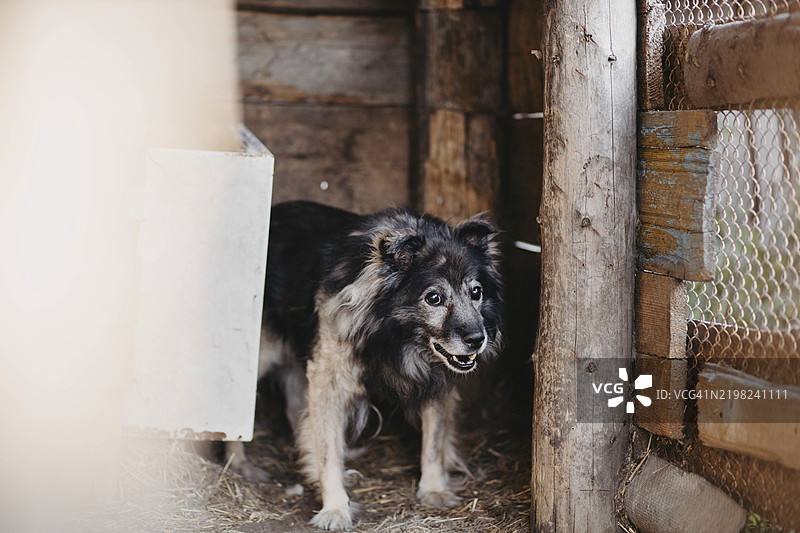 一只毛茸茸的狗站在木制犬舍里，显得有些害羞和舒适。图片素材