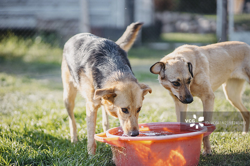 两只狗在阳光下的草地上喝橙色桶里的水图片素材