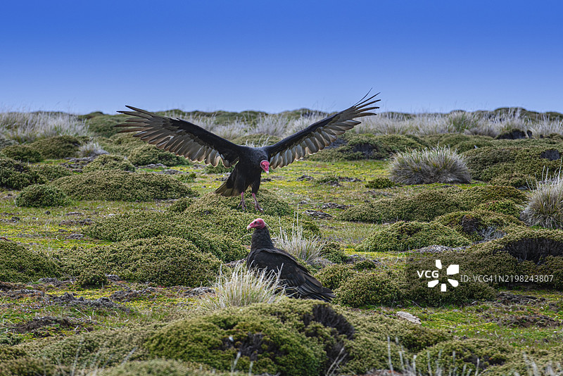 土耳其秃鹰（Cathartes aura）在佩布尔岛的野外，福克兰群岛，英国，南大西洋，南美洲图片素材