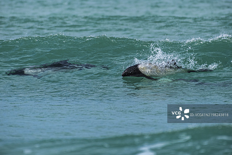 科门森海豚（Cephalorhynchus commersonii），也称为雅各比塔或托尼纳，在波浪中冲浪。石子岛，福克兰群岛，英国，南大西洋，南美洲图片素材