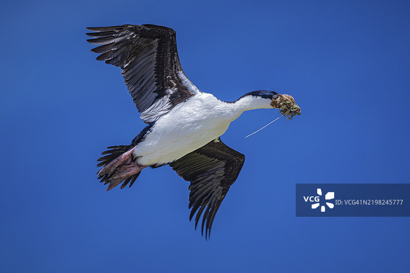蓝眼鸬鹚(Phalacrocorax atriceps),也称为帝王鸬鹚,正在飞行中携带筑巢材料,佩布尔岛,福克兰群岛,英国,南大西洋,南美洲图片素材