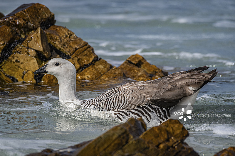 马格兰鹅（Chloephaga picta），也称为高地鹅或红头鹅，雄性动物，福克兰群岛，英国，大西洋南部，南美洲图片素材