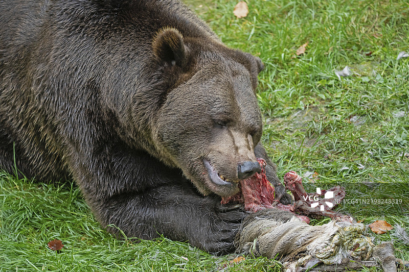 棕熊在绿色草地上吃鹿，面朝右侧。图片素材