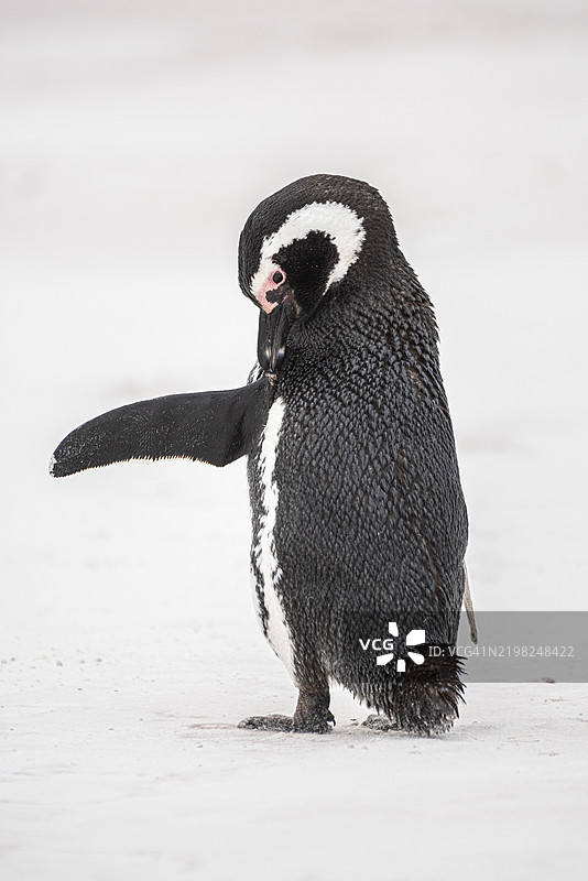 马格兰企鹅(Spheniscus magellanicus)在福克兰群岛志愿者点的海滩上梳理羽毛,南大西洋,南美洲,英国图片素材