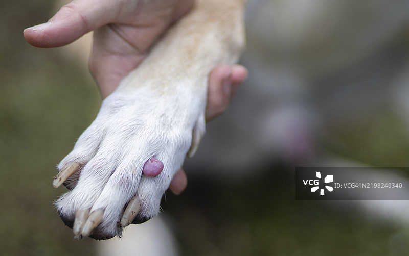 一只手握着一只狗的爪子，爪子上有明显的肿块，背景是草地。图片素材