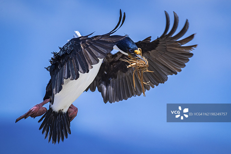 蓝眼鸬鹚(Phalacrocorax atriceps),也称为帝王鸬鹚,正在飞行中携带筑巢材料,佩布尔岛,福克兰群岛,英国,南大西洋,南美洲图片素材