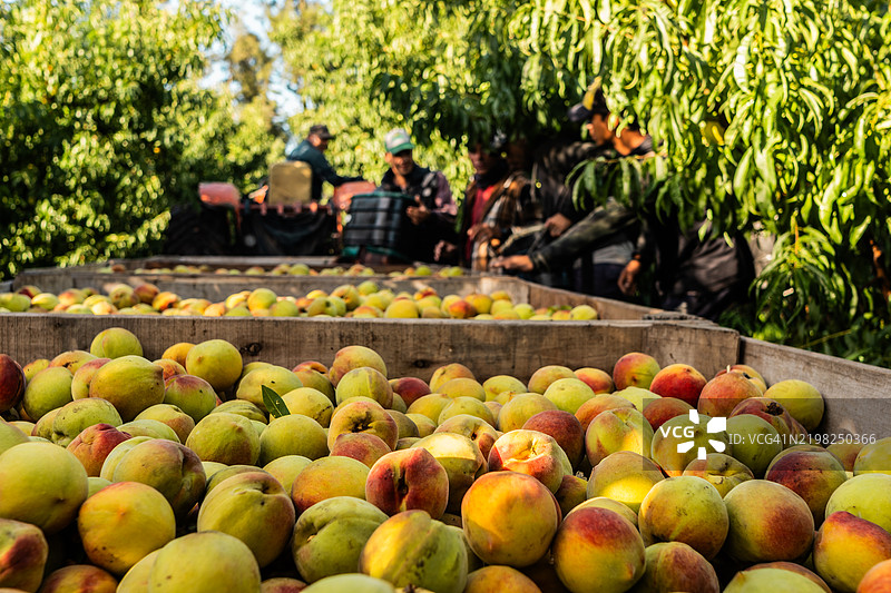 在桃子农场收集的装箱桃子图片素材