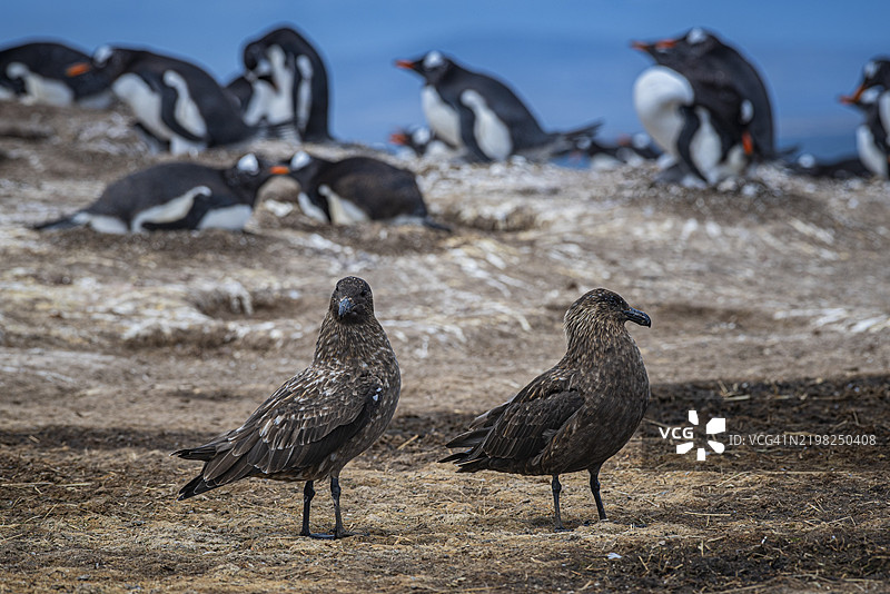 南极亚种的斯库阿(Brown Skua,学名:Catharacta antarctica)在福克兰群岛的卵石岛上与温带企鹅(Pygoscelis papua)共同栖息的繁殖群落中。图片素材