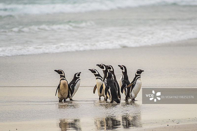 马格兰企鹅（Spheniscus magellanicus），在福克兰群岛志愿者角的海滩上聚集，南大西洋，南美洲，英国图片素材