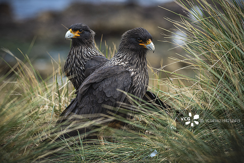福克兰岛卡拉卡拉(Phalcoboenus australis)栖息在草丛中,佩布尔岛,福克兰群岛,英国,南大西洋,南美洲图片素材
