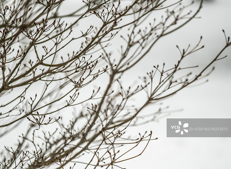 冬季的山茱萸树图片素材