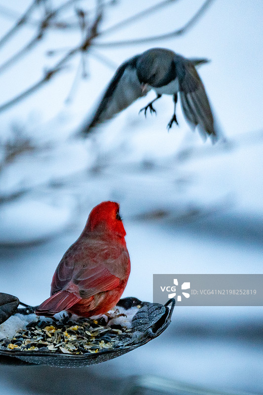 红雀在保护鸟食器图片素材