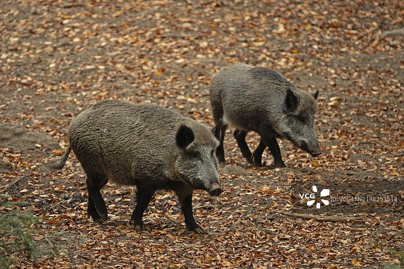 两只成年野猪并排站在右侧的五彩秋叶上图片素材