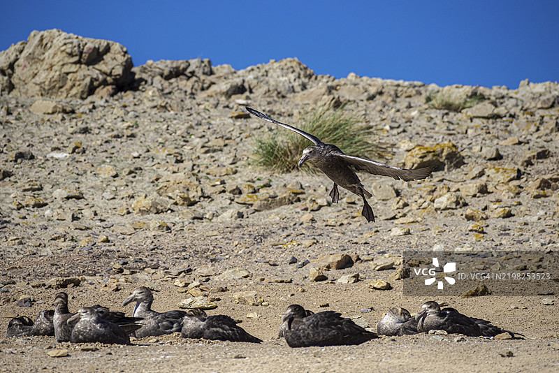 南方巨信天翁（Macronectes giganteus），降落在繁殖群落中，卵石岛，福克兰群岛，英国，南大西洋，南美洲图片素材