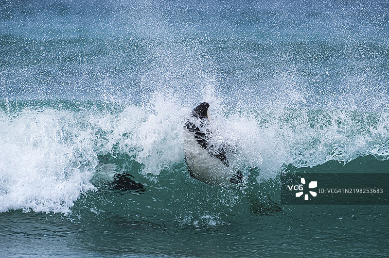 科门森海豚（Cephalorhynchus commersonii），也称为雅各比塔或托尼纳，在波浪中冲浪。卵石岛，福克兰群岛，英国，南大西洋，南美洲图片素材