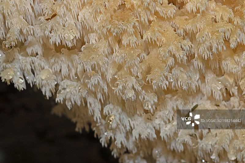 榉树刺须几种果体，带有白色结节和排水滴图片素材