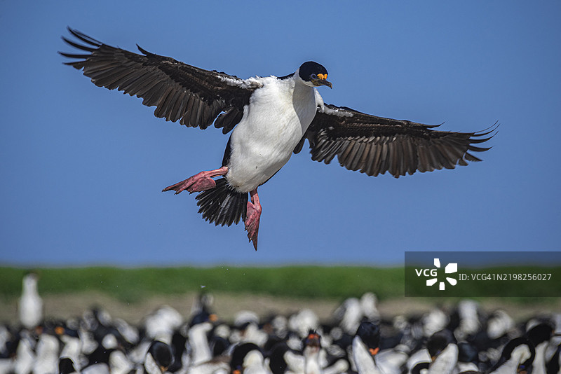蓝眼鸬鹚(Phalacrocorax atriceps),也称为帝王鸬鹚,降落在繁殖群落中,布利克岛,福克兰群岛,英国,南大西洋,南美洲图片素材