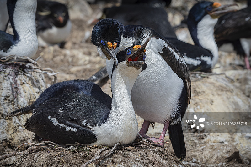 蓝眼鸬鹚(Phalacrocorax atriceps),也称为帝王鸬鹚,求偶行为,卵石岛,福克兰群岛,英国,南大西洋,南美洲图片素材