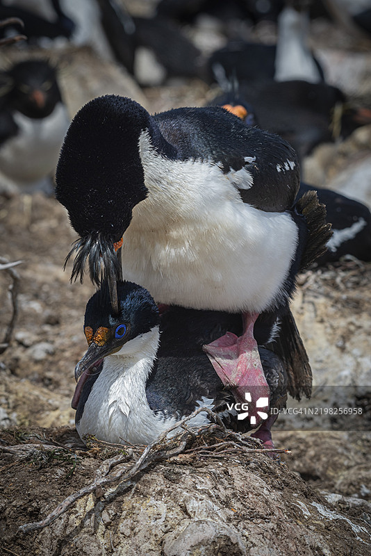 蓝眼鸬鹚（Phalacrocorax atriceps），也称为帝王鸬鹚，正在中，佩布尔岛，福克兰群岛，英国，南大西洋，南美洲图片素材