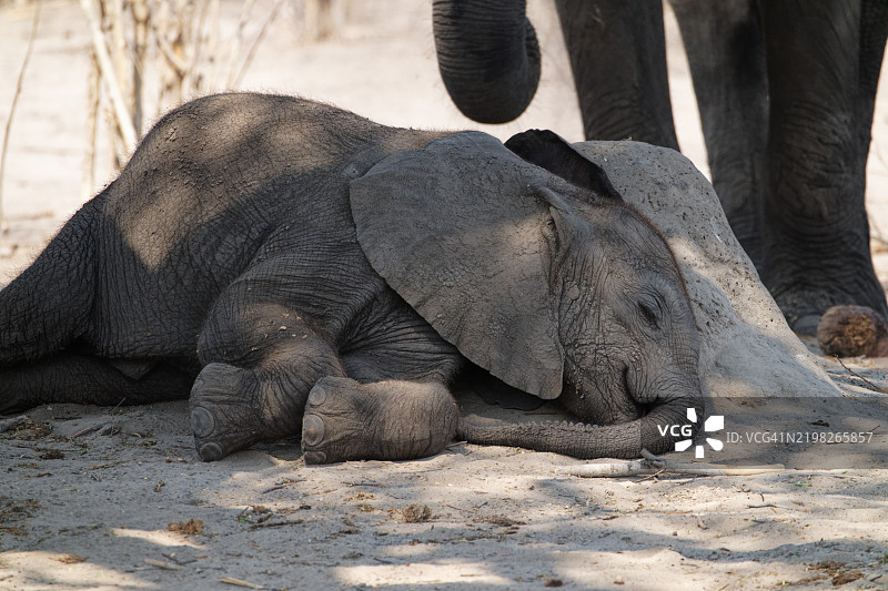 非洲象幼崽图片素材