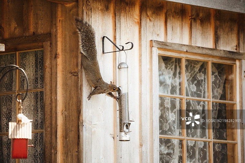 松鼠在鸟食器上图片素材