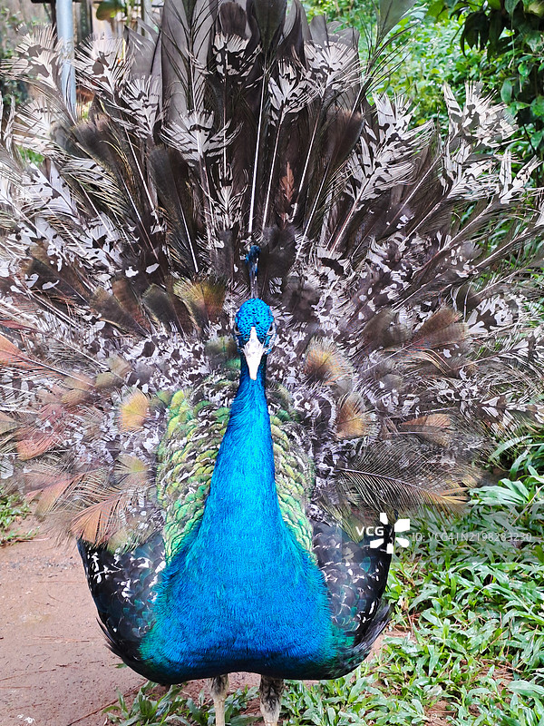 雄性印度孔雀或蓝孔雀（孔雀）图片素材