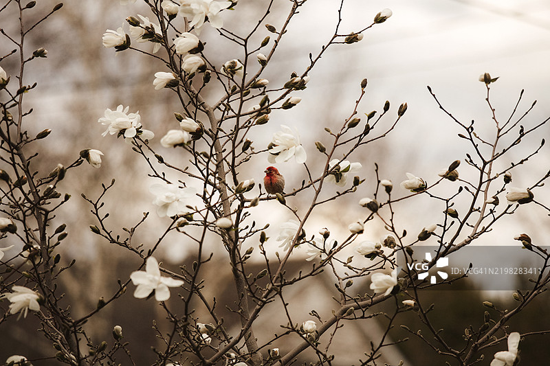 红雀在玉兰树上图片素材