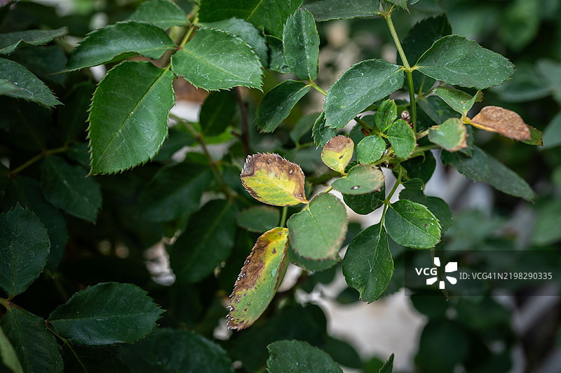 玫瑰叶子出现黄叶问题（如灌溉问题、营养问题、虫害或疾病）。图片素材