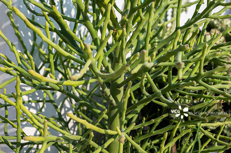 罗贝基大戟植物的枝条。这种植物广泛用于观赏目的。图片素材