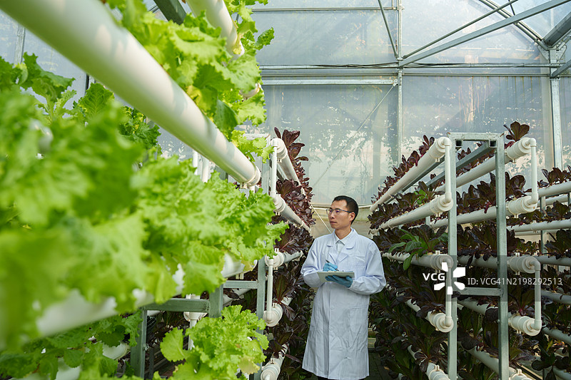 无土蔬菜花园图片素材