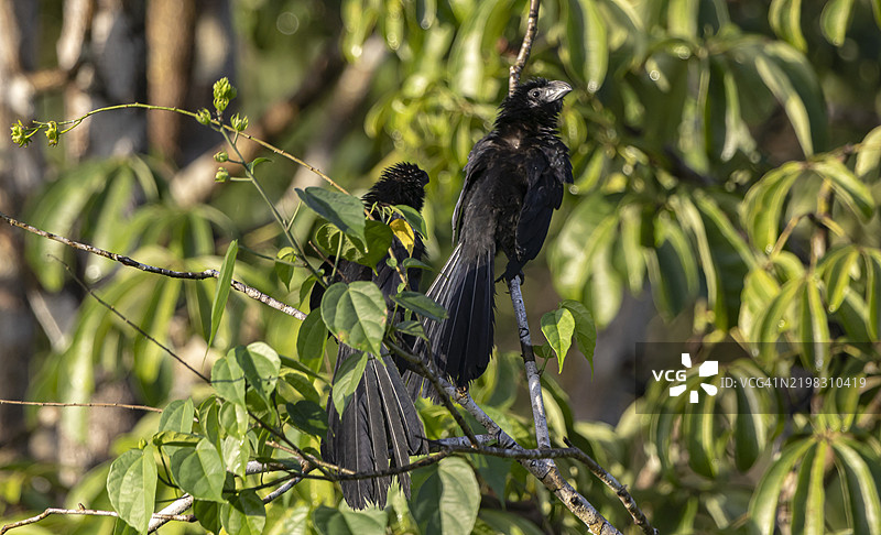 光嘴鸟图片素材