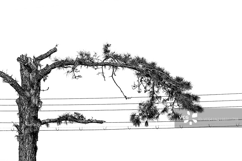 吉他手树：树木与电力线图片素材