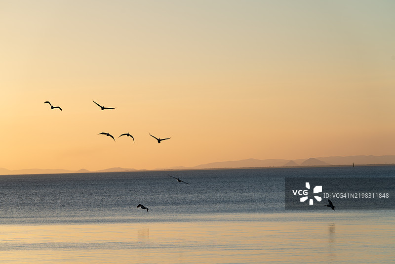 银色海鸥在黄昏时分翱翔于海面之上图片素材