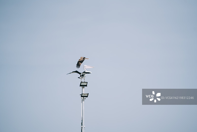 一只澳大利亚鹈鹕站在码头的灯柱上，一只鱼鹰飞过。图片素材