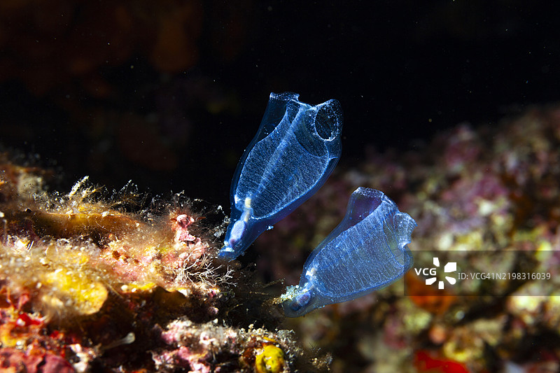 海绵，透明蓝色玻璃海绵，海洋生物沙尔普，水下海绵照片图片素材