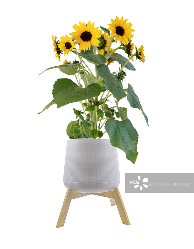 一个白色花盆里盛开着一朵黄色花。图片素材