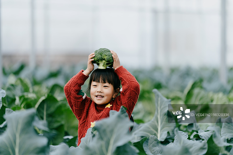 小女孩在家庭农场采摘西兰花，并把它放在头上。图片素材