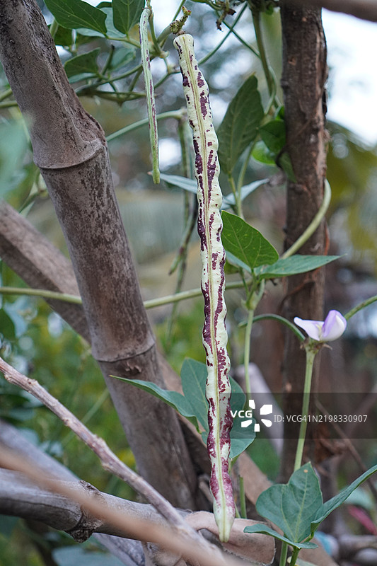 豇豆，家豆，长豆，生长在自然背景中的新鲜蔬菜，开花的园艺植物，豆科，绿豆，Canavalia ensiformis图片素材
