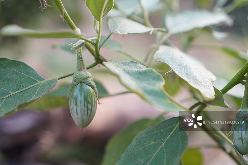 青椒茄，盘状刷子绿色蔬菜树在自然背景下的花园中盛开图片素材