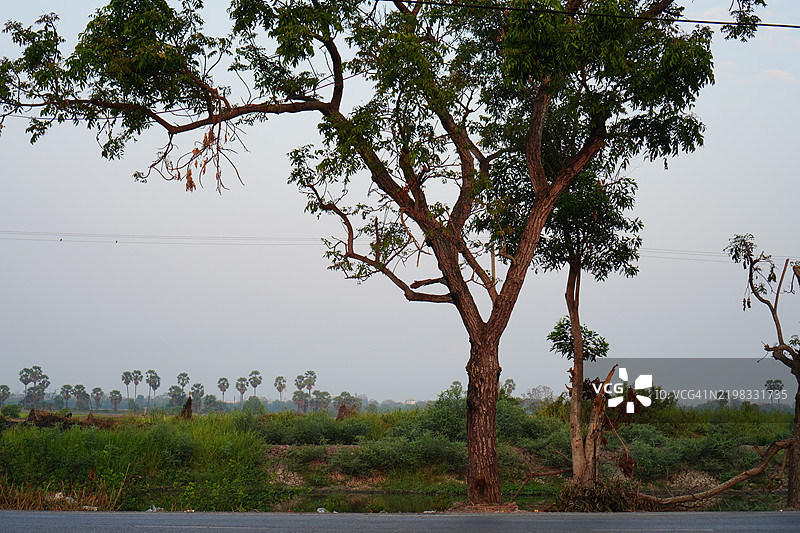 暹罗金合欢树图片素材