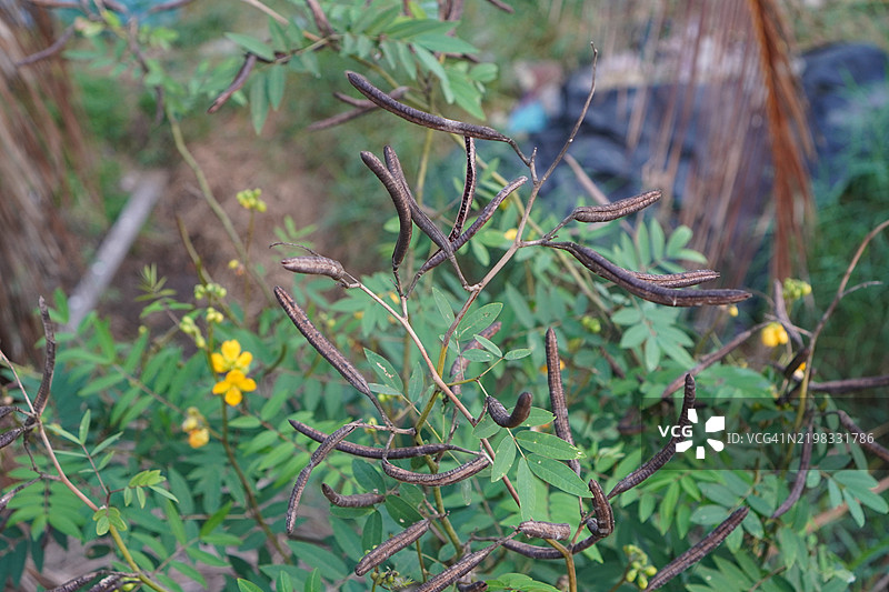 肉桂花图片素材