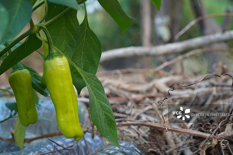 甜椒图片素材