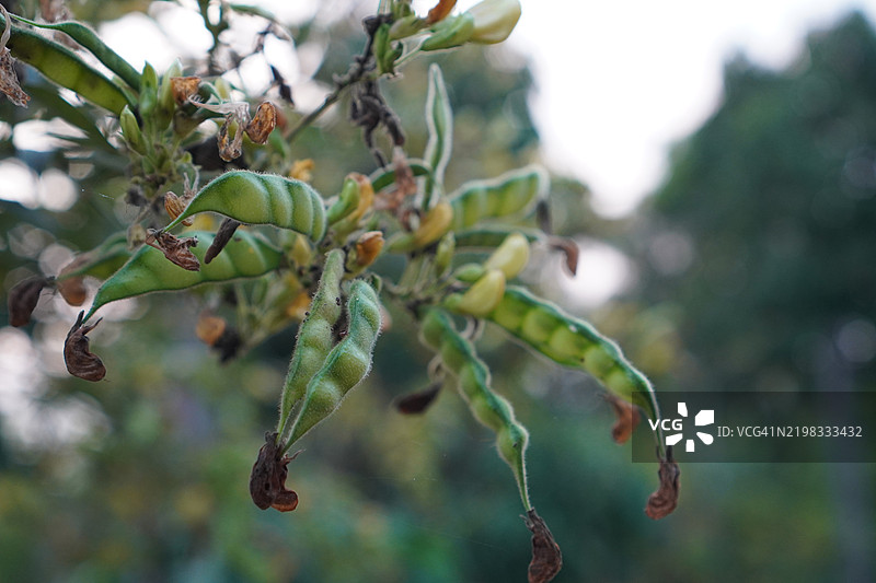 鸽豆（Cajanus canja L Millsp），属于豆科（Leguminosae），又名Kadios。豆荚扁平，年轻的豆荚呈绿色，老豆荚上的红色条纹变为棕黑色，植物在自然背景中盛开。图片素材