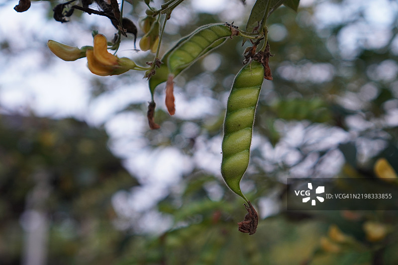 鸽豆(Cajanus canja L Millsp),属于豆科(Leguminosae),又名Kadios。豆荚扁平,年轻的豆荚呈绿色,老豆荚上的红色条纹变为棕黑色,植物在自然背景中盛开。图片素材